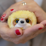 𝑺𝒖 𝒏𝒐𝒎𝒃𝒓𝒆 𝒆𝒔 𝑽𝑶𝒁 𝒚 𝒔𝒖 𝒂𝒑𝒆𝒍𝒍𝒊𝒅𝒐 𝑰𝑵𝑻𝑬𝑹𝑰𝑶𝑹